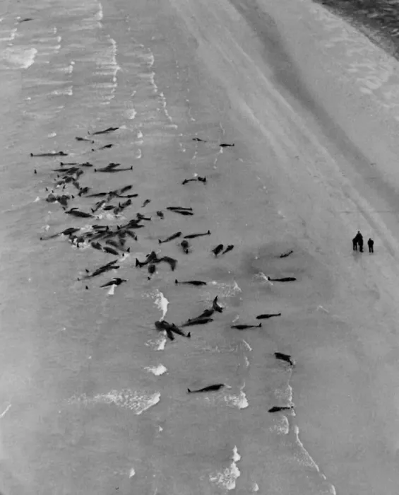 Framed Print : Whales stranded in shallow water at Stronsay Island, Orkney. 1950 023808  /  3
