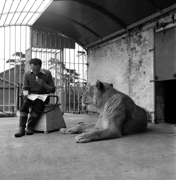Framed Print : Whats for dinner? Keeper D. G. Benson lunches in Simba the lionesses Cage
