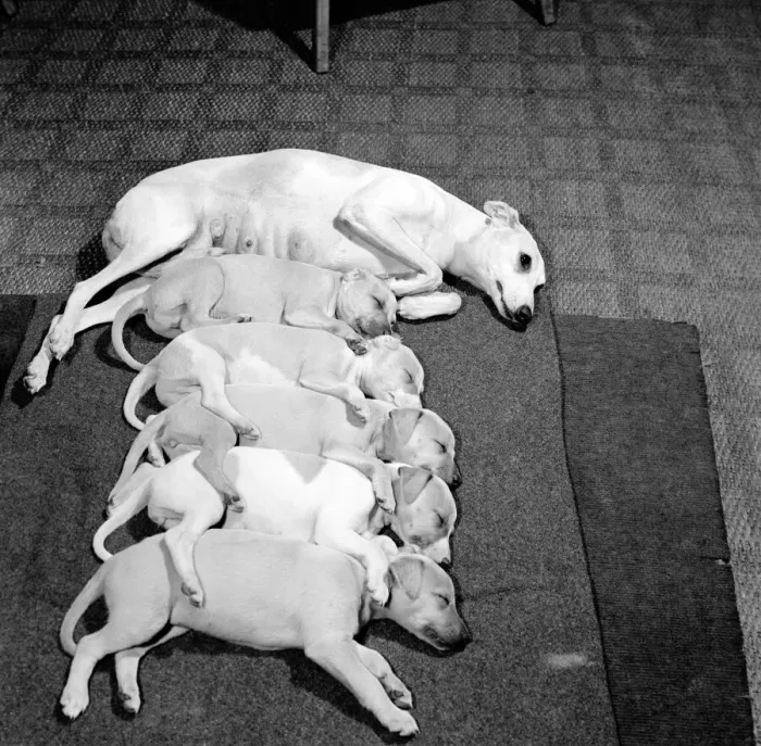 Framed Print : Whippet bitch seen here with her pups. October 1960 Framed Print : Whippet bitch seen here with her pups. October 1960