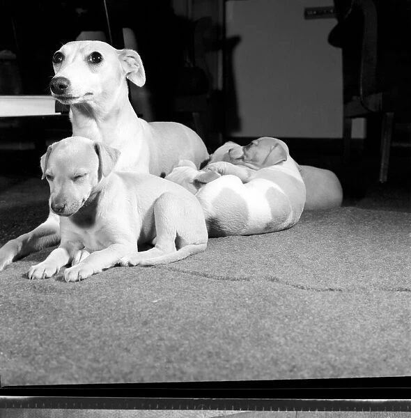 Whippet Pups. October 1960 M7732-003