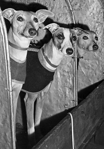 The Whippets looked worried as they awaited their turn to be Judged at Olymoia London in