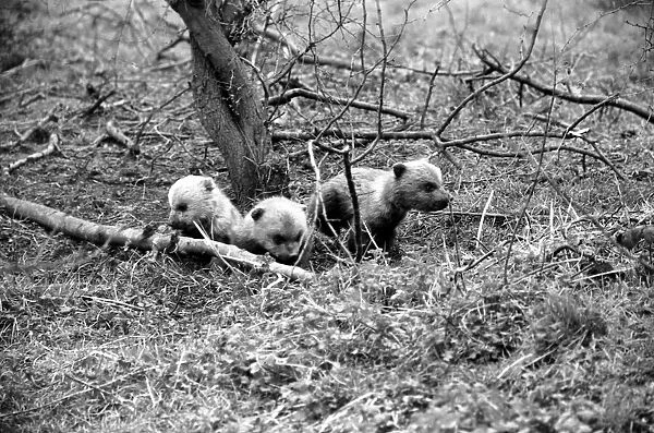 Whipsnade Zoo. Brown Bears. March 1975 75-01658-008
