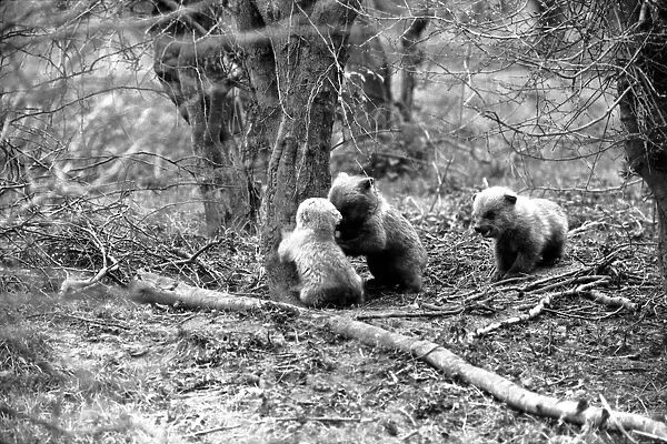 Whipsnade Zoo. Brown Bears. March 1975 75-01658-012