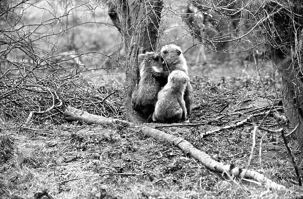 Whipsnade Zoo. Brown Bears. March 1975 75-01658-004