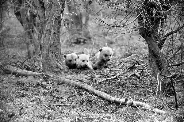 Whipsnade Zoo. Brown Bears. March 1975 75-01658-009
