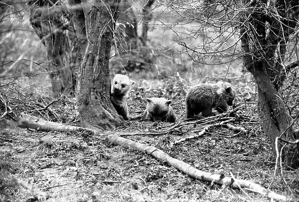 Whipsnade Zoo. Brown Bears. March 1975 75-01658-010