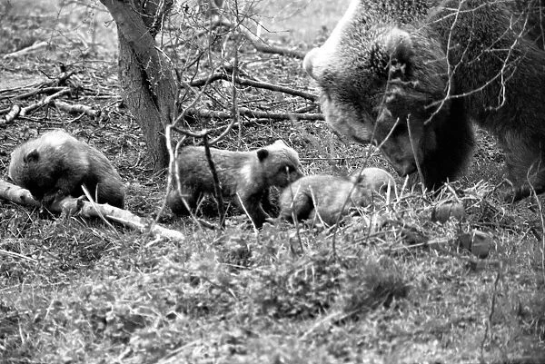 Whipsnade Zoo. Brown Bears. March 1975 75-01658-002