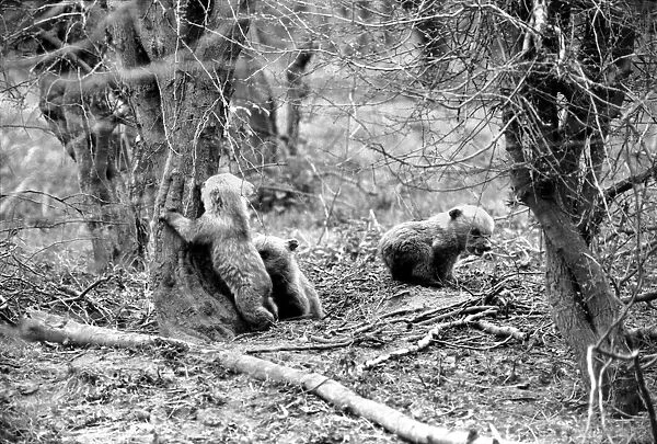 Whipsnade Zoo. Brown Bears. March 1975 75-01658-011