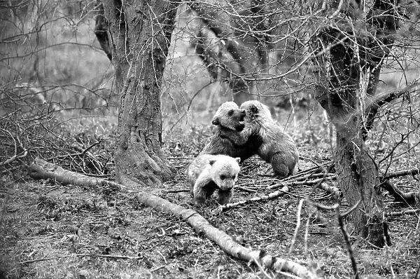 Whipsnade Zoo. Brown Bears. March 1975 75-01658-005