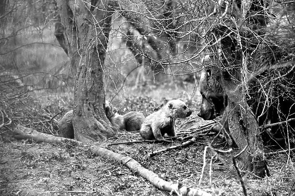 Whipsnade Zoo. Brown Bears. March 1975 75-01658-001
