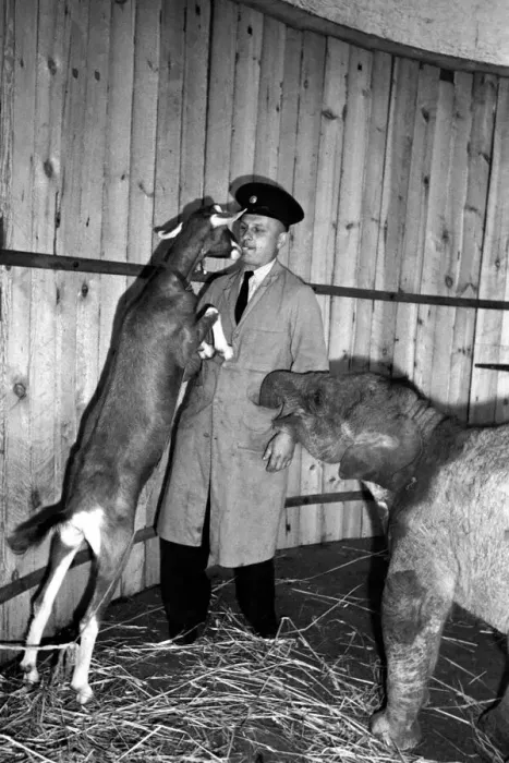 Framed Print : Whipsnade Zoo. Valli the elephant with her goat companion Ethel and the zoo keeper