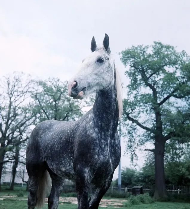 Framed Print : Whitbred Horse on holiday at Beltring, Kent - May 1966