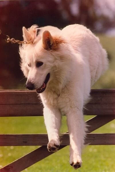 A white alsatian police dog enjoys exercise of jumping fences