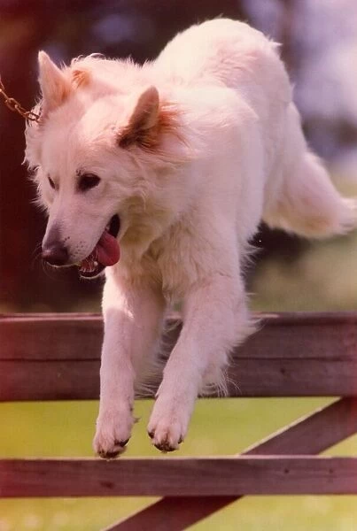 A white alsatian police dog enjoys exercise of jumping fences