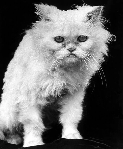 White angry cat looking grumpily at the camera, Bad hair day