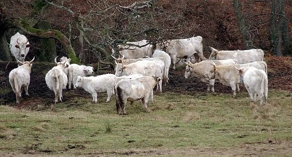 White Chillingham Cattle