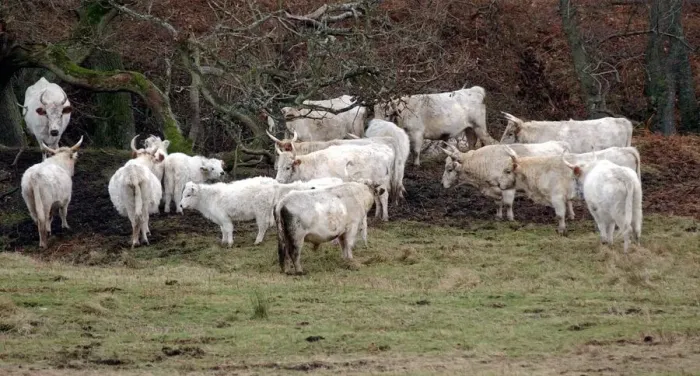 Framed Print : White Chillingham Cattle Framed Print : White Chillingham Cattle