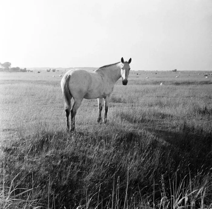 Framed Print : A white horse on Romney Marshes, Kent. 2nd August 1954 Framed Print : A white horse on Romney Marshes, Kent. 2nd August 1954