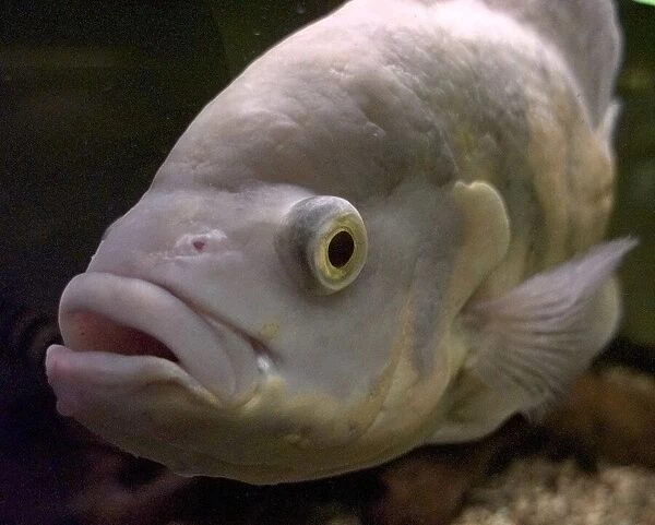 A white oscar fish