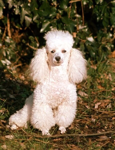 A white Poodle sitting down in a woodland setting June 1968