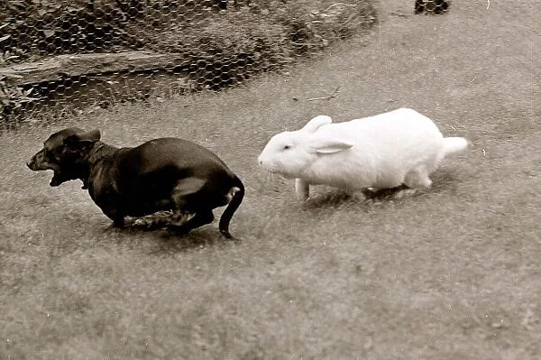 White Rabbit chases Small Dark Lap Dog