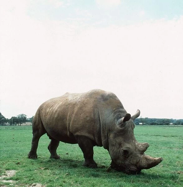 White Rhino eating grass circa 1990