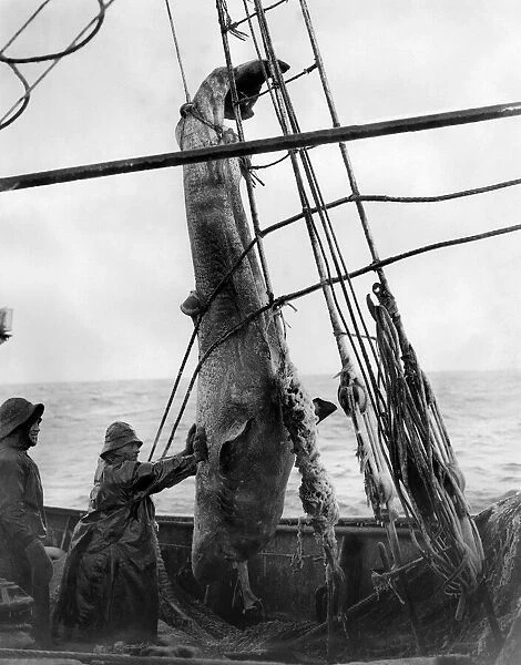 White Sea trawling on the SS Kastonia. Haisting up a ground shark that was brought