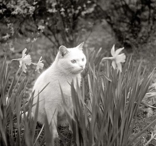White shorthair cat sits amongst the daffodils