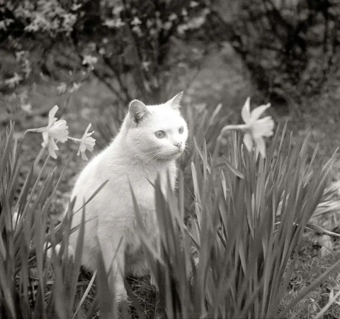 Framed Print : White shorthair cat sits amongst the daffodils Framed Print : White shorthair cat sits amongst the daffodils