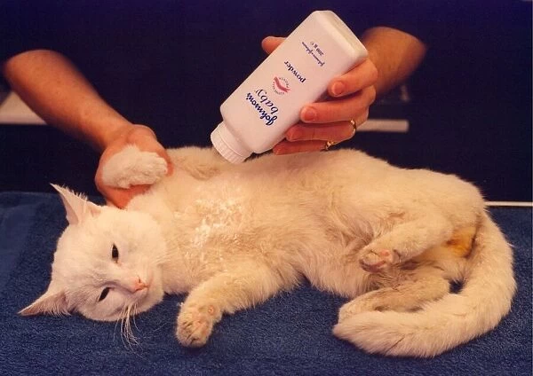 A white tom cat called Sidney getting some talc on after his bath