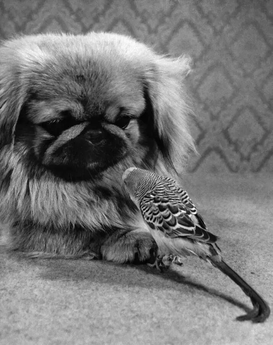Framed Print : Why, you little budgerigar, you. Just because you get along well with a peke like me