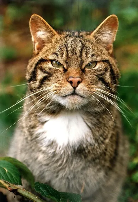 Framed Print : Wild Cat Mr Hiss from Kirkcubright Wildlife Park Framed Print : Wild Cat Mr Hiss from Kirkcubright Wildlife Park