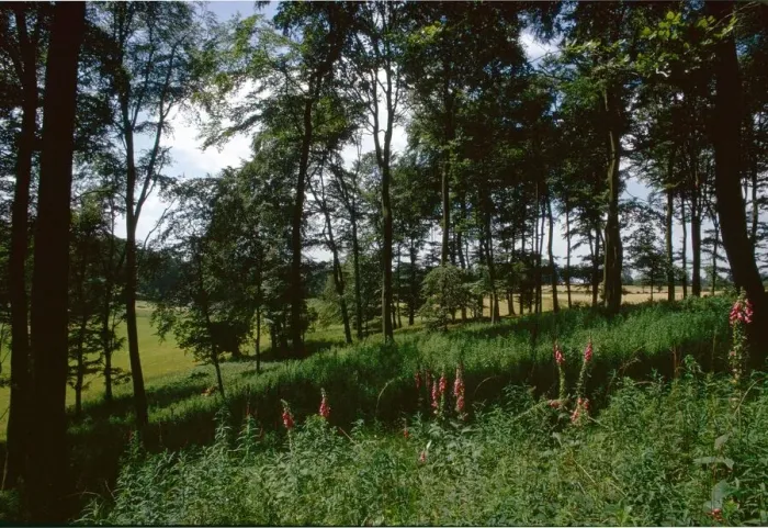 Framed Print : Wild flowers grow in the shade of Beachwood near Rotherfield Peppard in Oxon Framed Print : Wild flowers grow in the shade of Beachwood near Rotherfield Peppard in Oxon