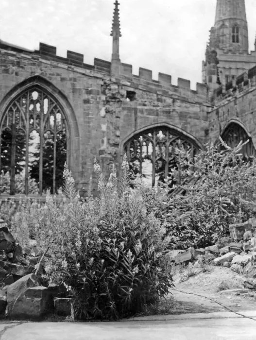 Framed Print : Wild flowers growing in the aisle of Coventry cathedral ruins Framed Print : Wild flowers growing in the aisle of Coventry cathedral ruins