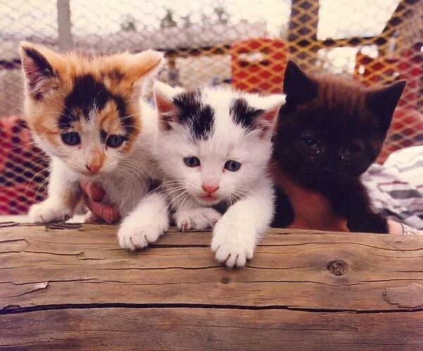 Three wild kittens