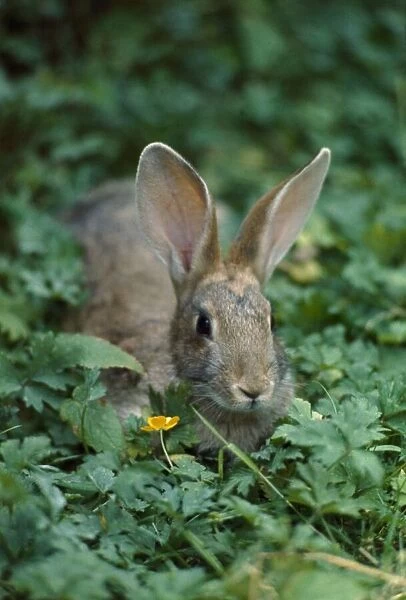 Wild Rabbit - August 1968