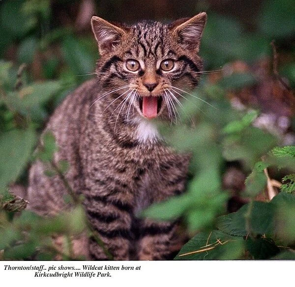 Wildcat kitten born at Kirkcudbright Wildlife park showing tongue Mr Hiss