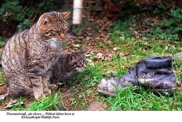 Wildcat kitten and cat born at Kirkcudbright Wildlife park looking at boot circa