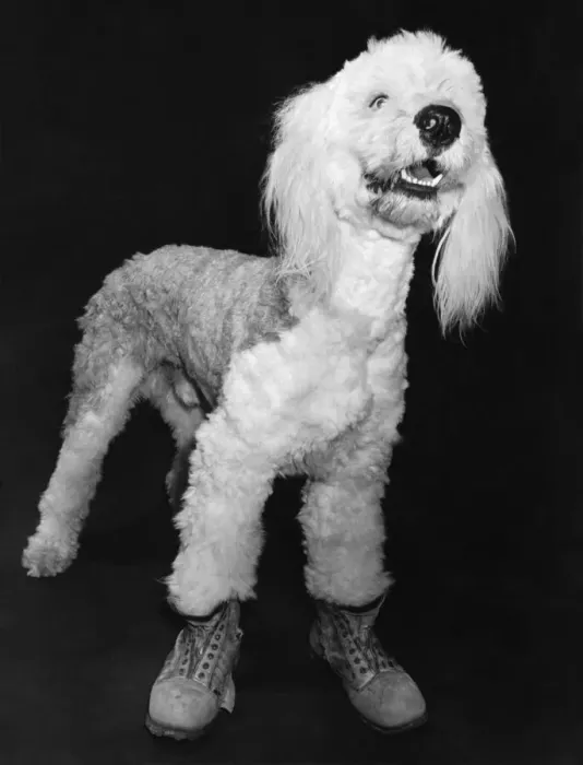 Framed Print : William, the old English sheepdog, likes nothing better than a tramp around in these old Framed Print : William, the old English sheepdog, likes nothing better than a tramp around in these old