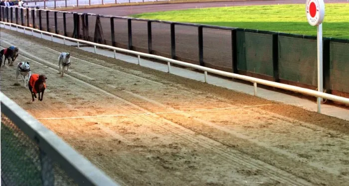 Framed Print : Wilma the greyhound wins at Poole 1998 Wilma who ran away from racetrack crosses
