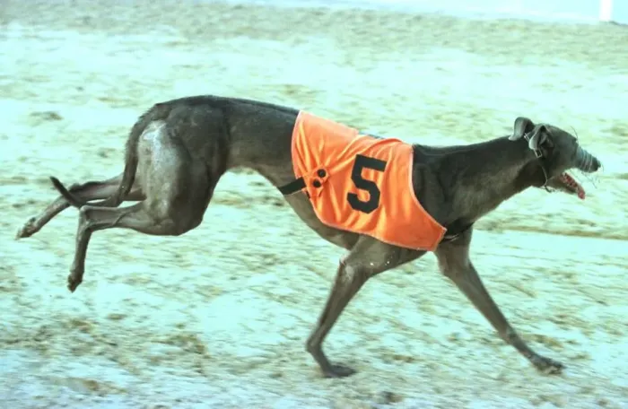 Framed Print : Wilma after winning at Poole 1998 Wilma the greyhound who ran away from racetrack Framed Print : Wilma after winning at Poole 1998 Wilma the greyhound who ran away from racetrack