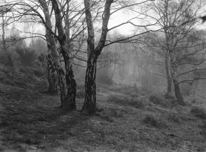 Framed Print : Wimbledon Common tree studies. March 1933 Framed Print : Wimbledon Common tree studies. March 1933