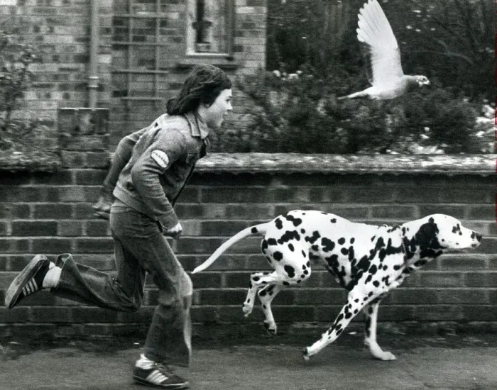 Framed Print : Winifield the dalmatian dog running down the stret with owner 12 year old John Cornell