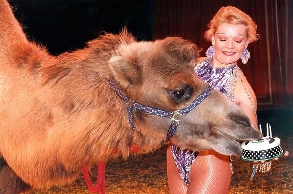 Winston the camel, on his fifth birthday, from the Russian State Circus with trapeze