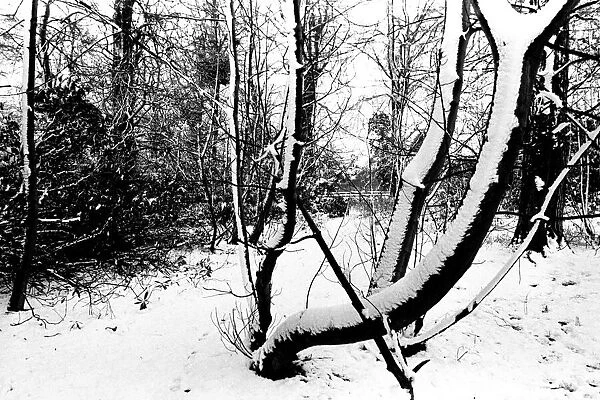 Winter Weather - Snow Scenes 11 March 1982 - Rural scene in Northumberland, woods