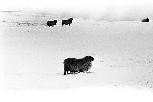Winter Weather - Snow Scenes 15 February 1986 - Rural scene in Northumberland