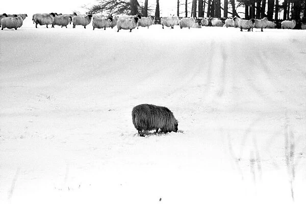 Winter Weather - Snow Scenes 15 February 1986 - Rural scene in Northumberland, a sheep