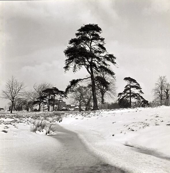 Wintery scene in a park in Hertfordshire, Winter circa 1958