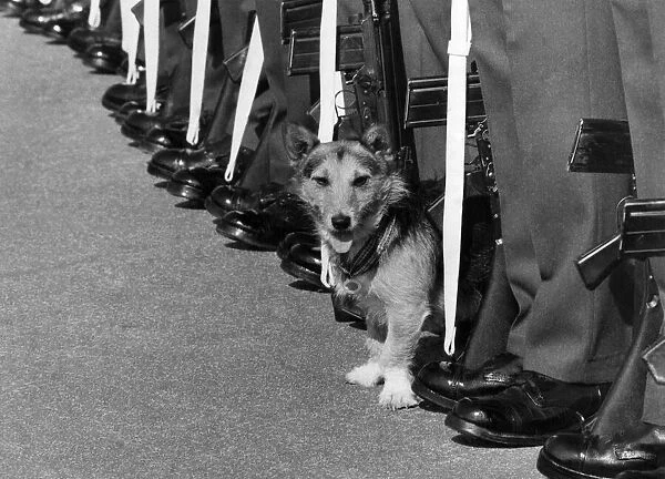 Wiry Warrior... Rats the hero dog on parade for the last time. April 1980 P006467