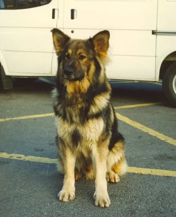 Framed Print : Wolf the police dog enjoying life as a police dog at Jarrow Police Station
